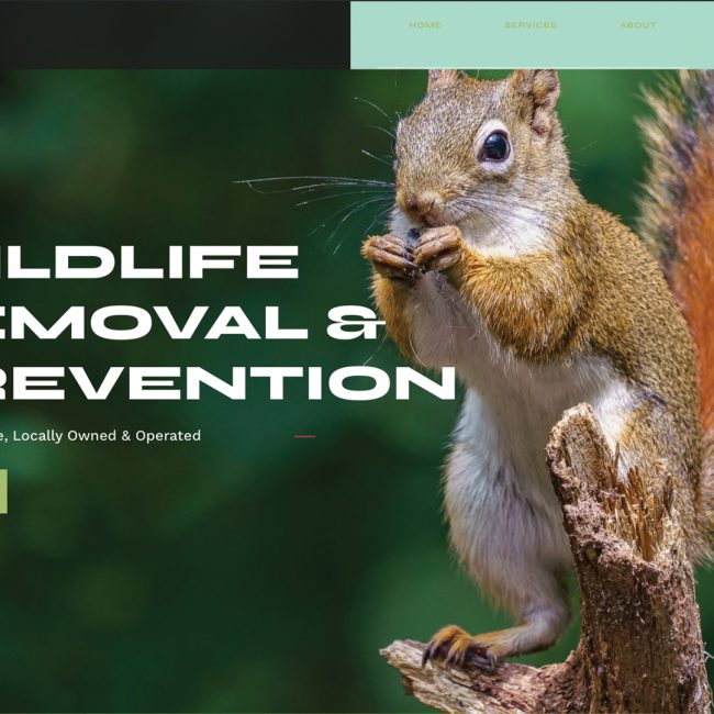 Elite Wildlife Prevention just launched a new website built by Solve Design Create—making it easier than ever to get safe, fast, humane wildlife removal in Metro Detroit. Call or contact us online today.