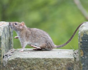Rat and mouse removal service in Metro Detroit home
