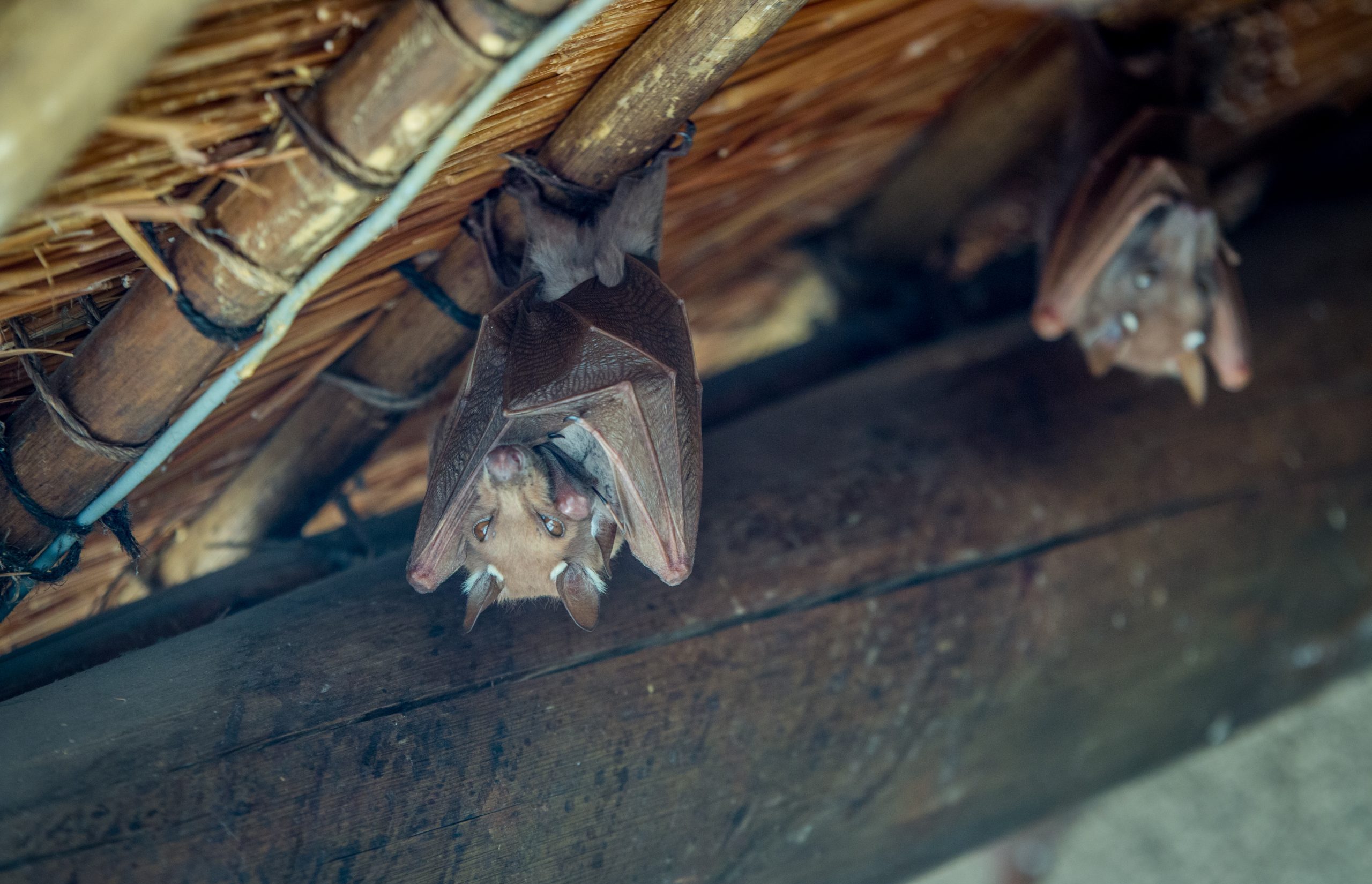 Bat exclusion service in Metro Detroit attic.