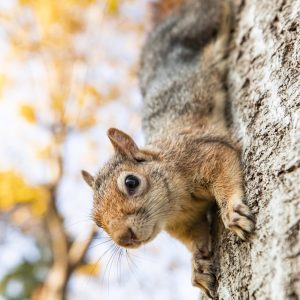 A close-up shot of a squirrel (Sciurus vulgaris) feeding in a vibrant autumn forest.