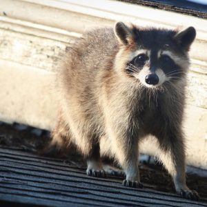 Raccoon in a residential area of Metro Detroit