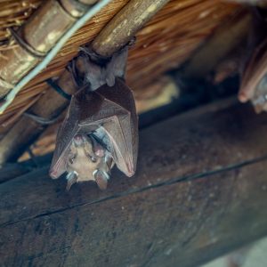 Bat exclusion service in Metro Detroit attic.
