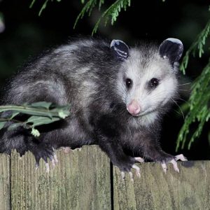 Opossum near a home in Metro Detroit